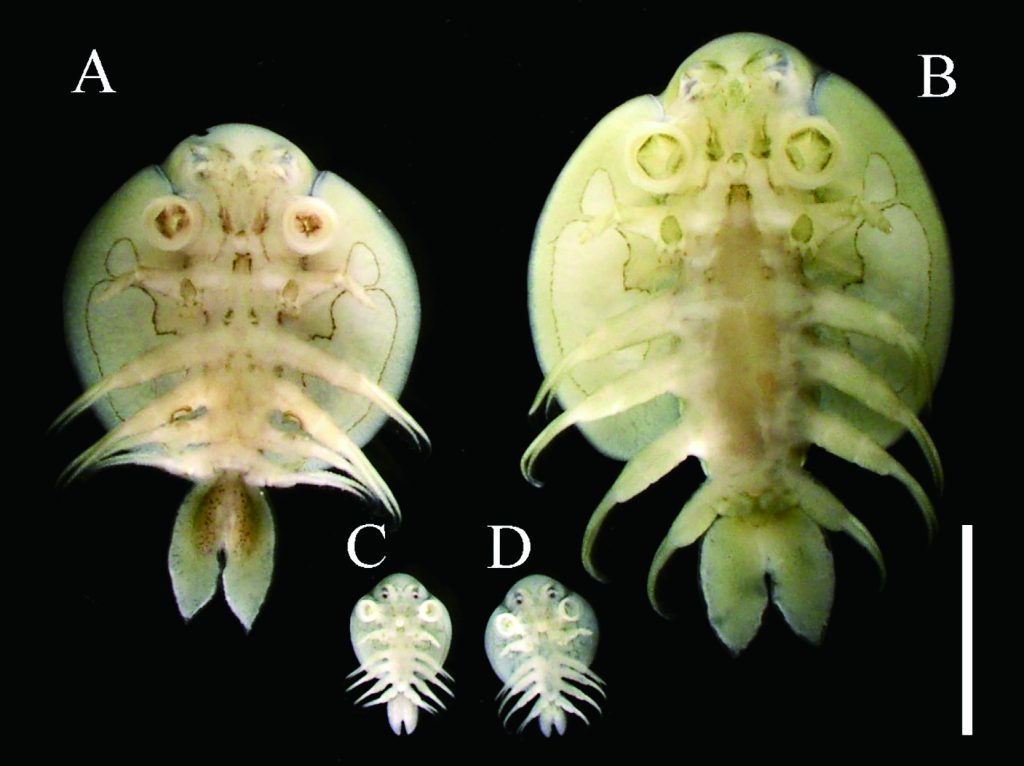 石川県で飼育されていたヤマメに寄生したチョウモドキ Nature of Kagoshima ONLINE