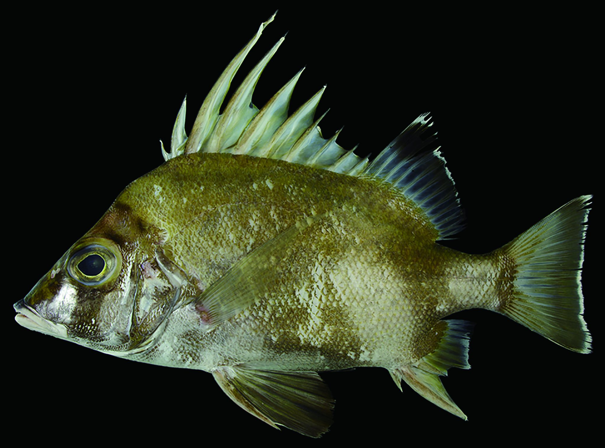 Records of Banjos banjos banjos (Perciformes Banjosidae) from Amami