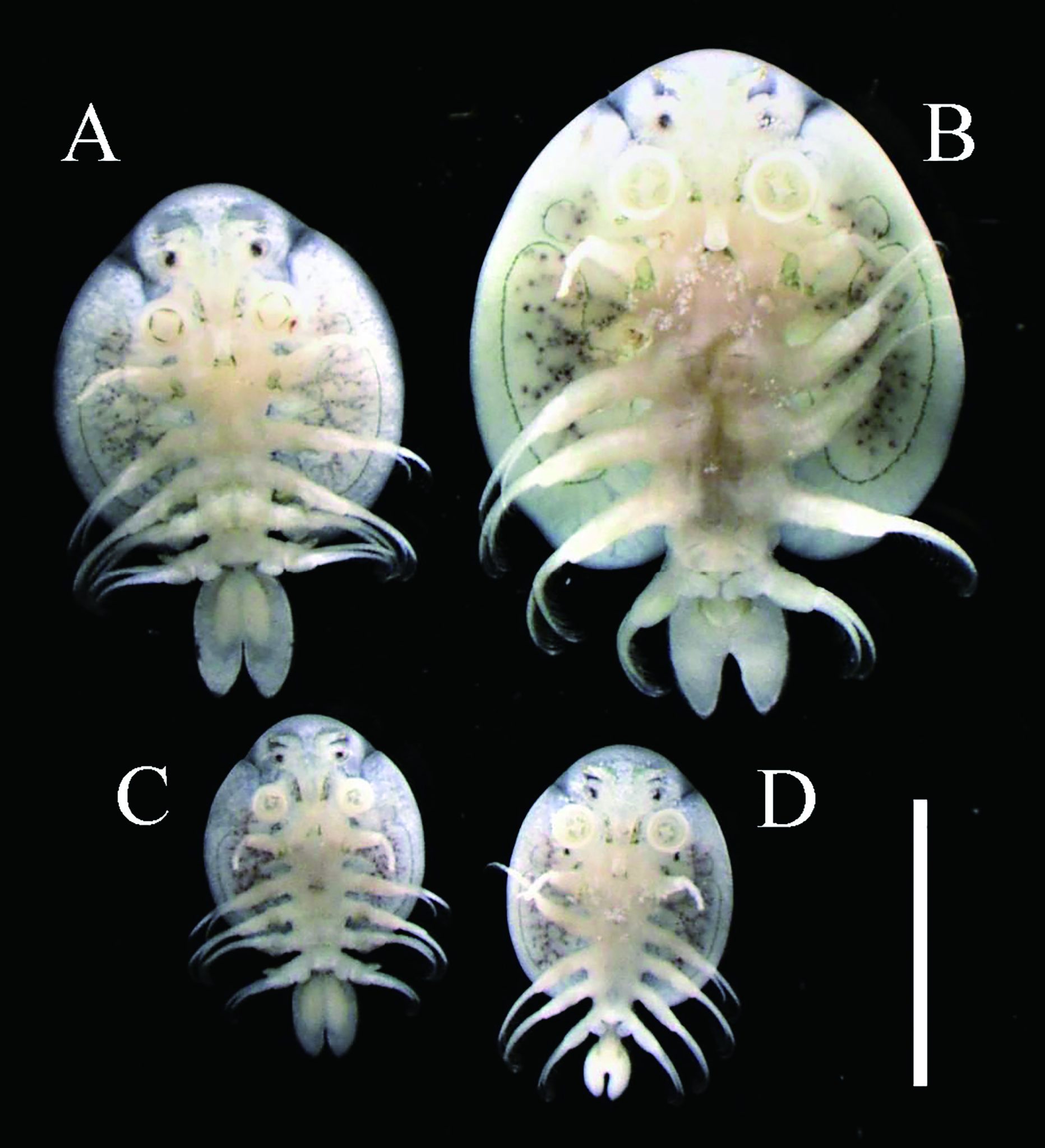 石川県から初記録のチョウ Argulus japonicus(エラオ亜綱:チョウ科):コイとニシキゴイにおける寄生 Nature of