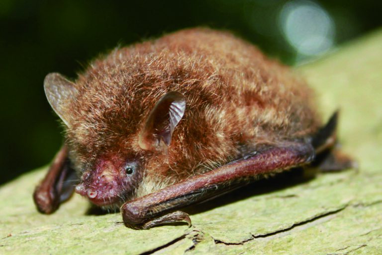 森林棲コテングコウモリ Murina ussuriensis の 再捕獲記録に基づく最長寿命について – Nature of Kagoshima – ONLINE