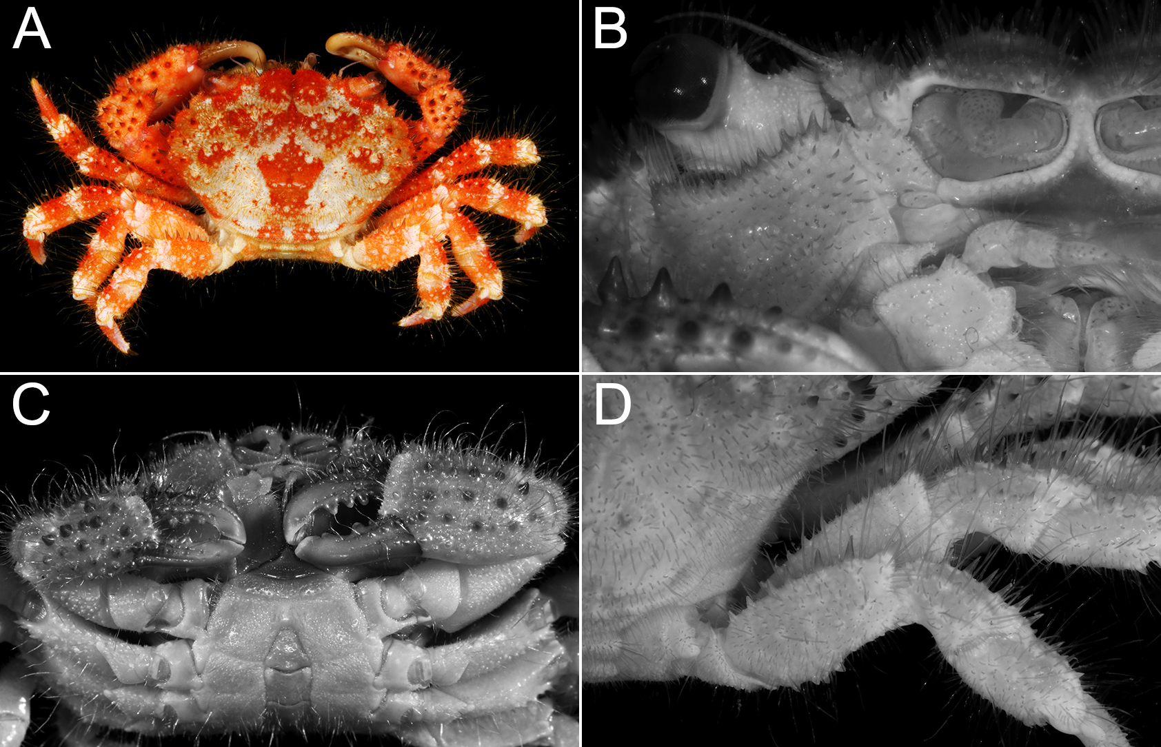 九州の南岸から採集されたナガトゲオウギガニ（新称）（短尾下目：オウギガニ科） Nature of Kagoshima ONLINE