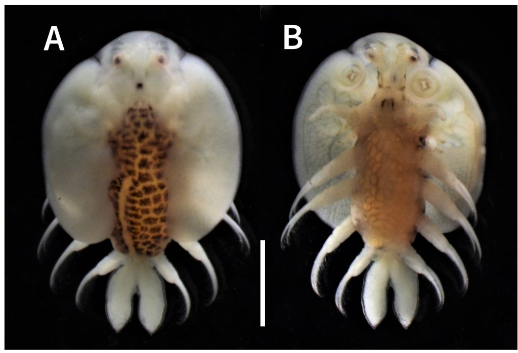 宮城県から初記録のチョウモドキ Nature of Kagoshima ONLINE