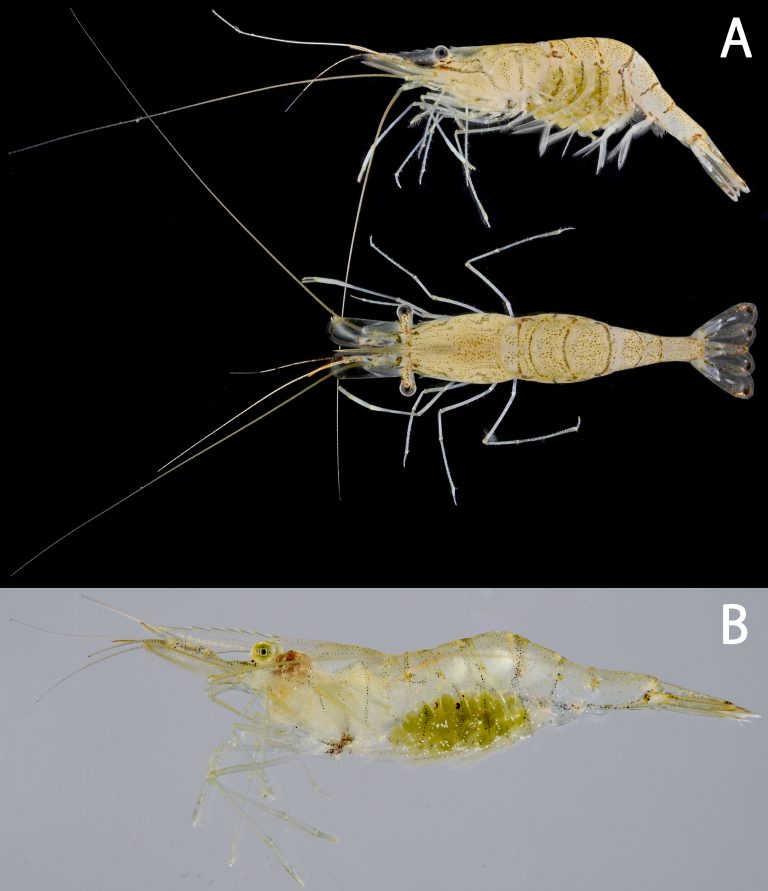 川内川から得られた鹿児島県初記録の外来種チュウゴクスジエビ(十脚目:コエビ下目:テナガエビ科) Nature of Kagoshima